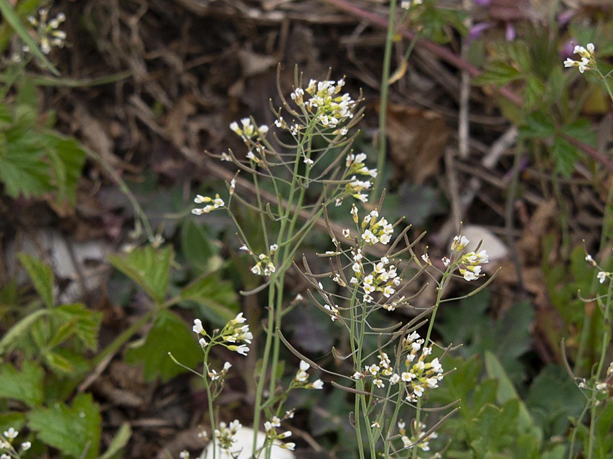 gebogene Früchte